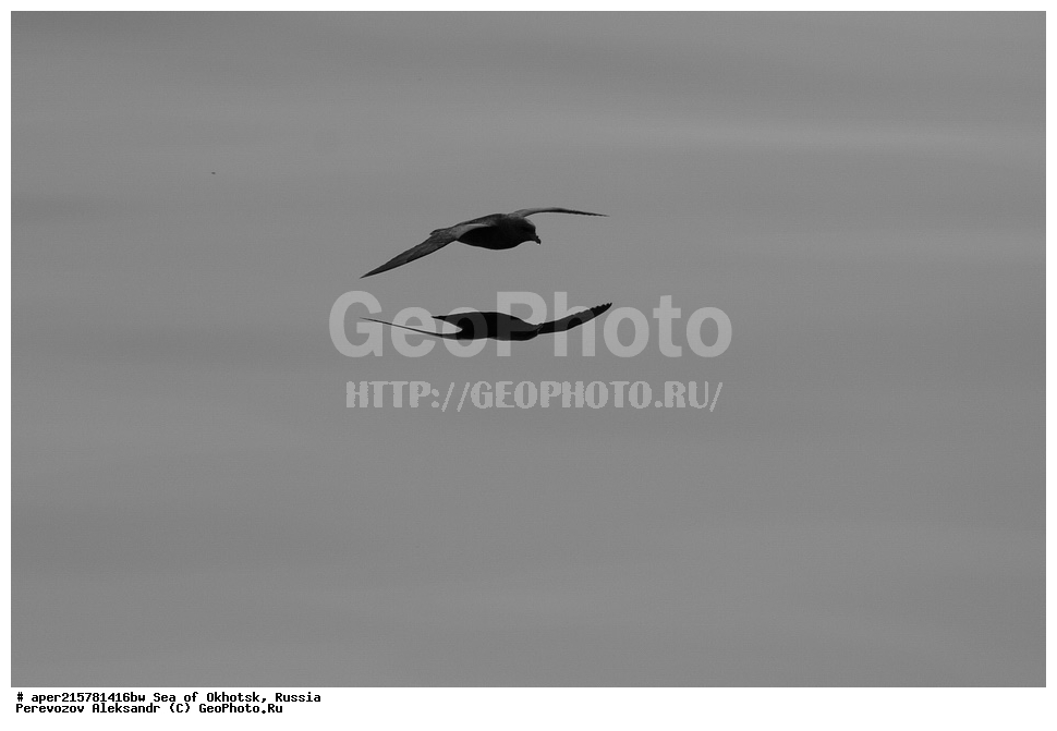 ��������, �������� ����, ������, ��������, ����, ������, ������� ������, ����, ����, ������, ��������, XYZ