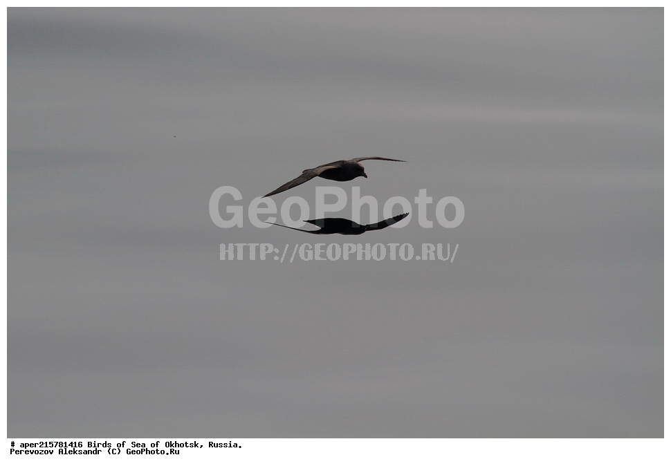 �������� ����, ��������, ��������, ��������, ������� �����, ������� �����, �����������, �����, �����, �����, ������� ������, ������, Fulmarus glacialis, Procellariidae, ���������������, ��������, XYZ