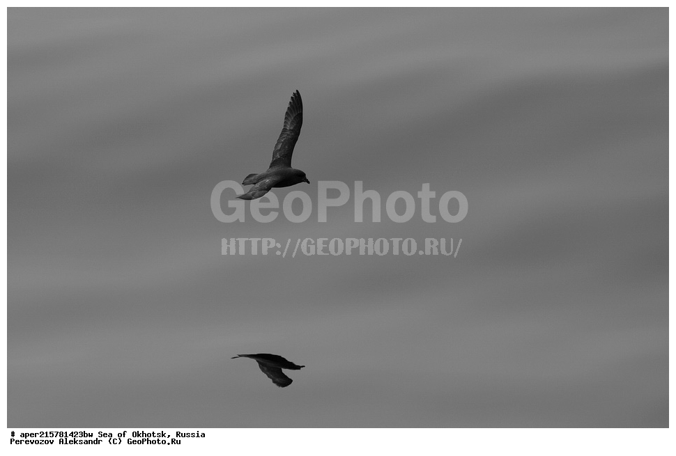 ��������, �������� ����, ������, ��������, ����, ������, ������� ������, ����, ����, ������, ��������, XYZ