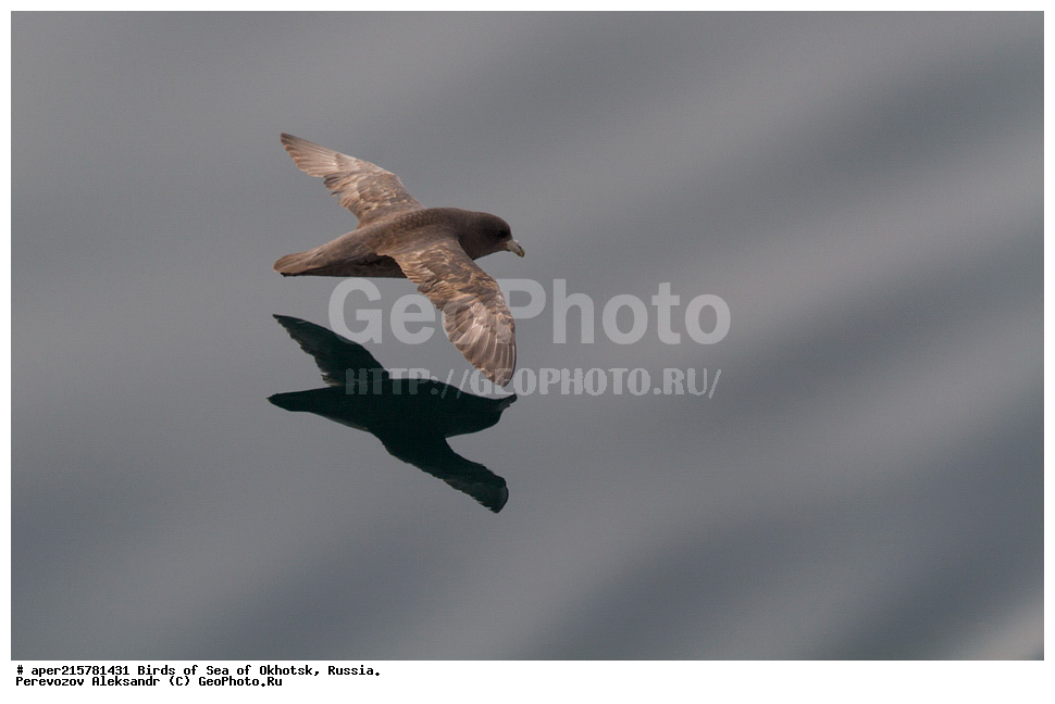 �������� ����, ��������, ��������, ��������, ������� �����, ������� �����, �����������, �����, �����, �����, ������� ������, ������, Fulmarus glacialis, Procellariidae, ���������������, ��������, XYZ