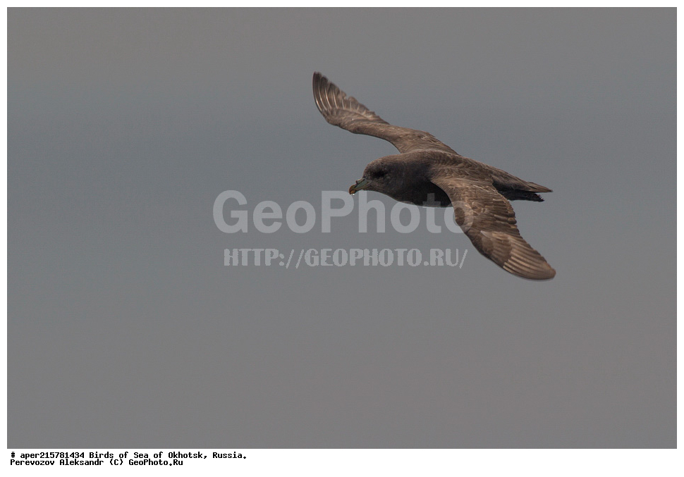 �������� ����, ��������, ��������, ��������, ������� �����, ������� �����, �����������, �����, �����, �����, ������� ������, ������, Fulmarus glacialis, Procellariidae, ���������������, ��������, XYZ