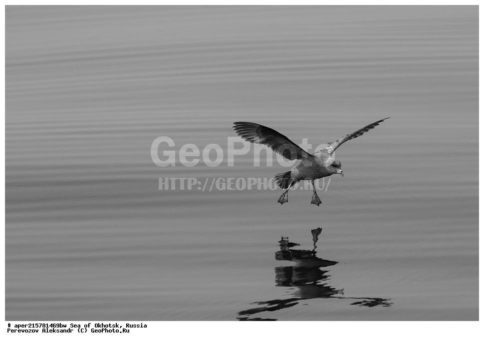 ��������, �������� ����, ������, ��������, ����, ������, ������� ������, ����, ����, ������, ��������, XYZ