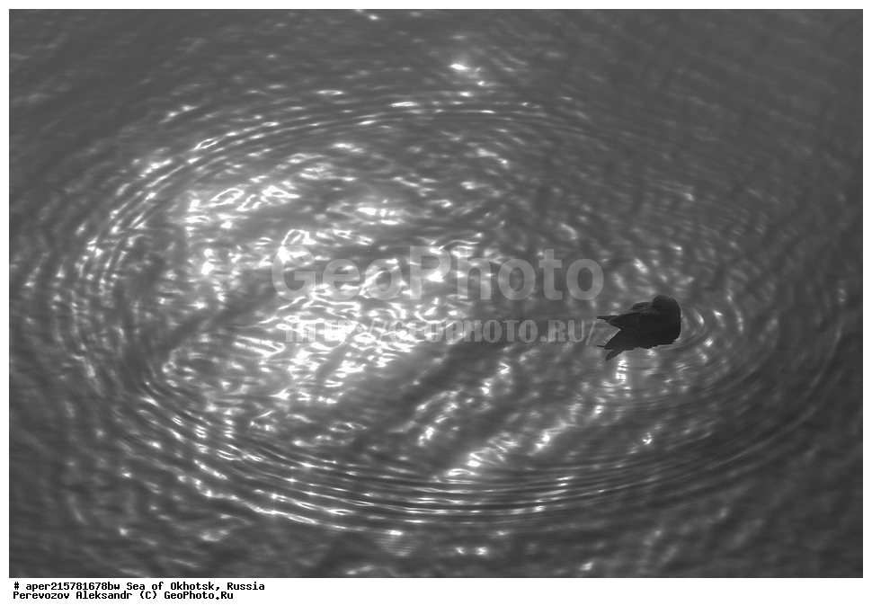 ��������, �������� ����, ������, ��������, ����, ������, ������� ������, ����, ����, ������, ��������, XYZ