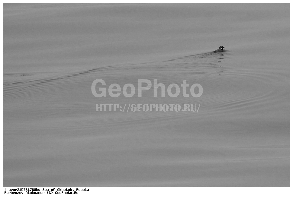 ��������, �������� ����, ������, ��������, ����, ������, ������� ������, ����, ��������, ��������, �����, �����, ��������, �����������, ������� �����, ������� �����, XYZ, ����������, Alcidae, ������, Synthliboramphus antiquus