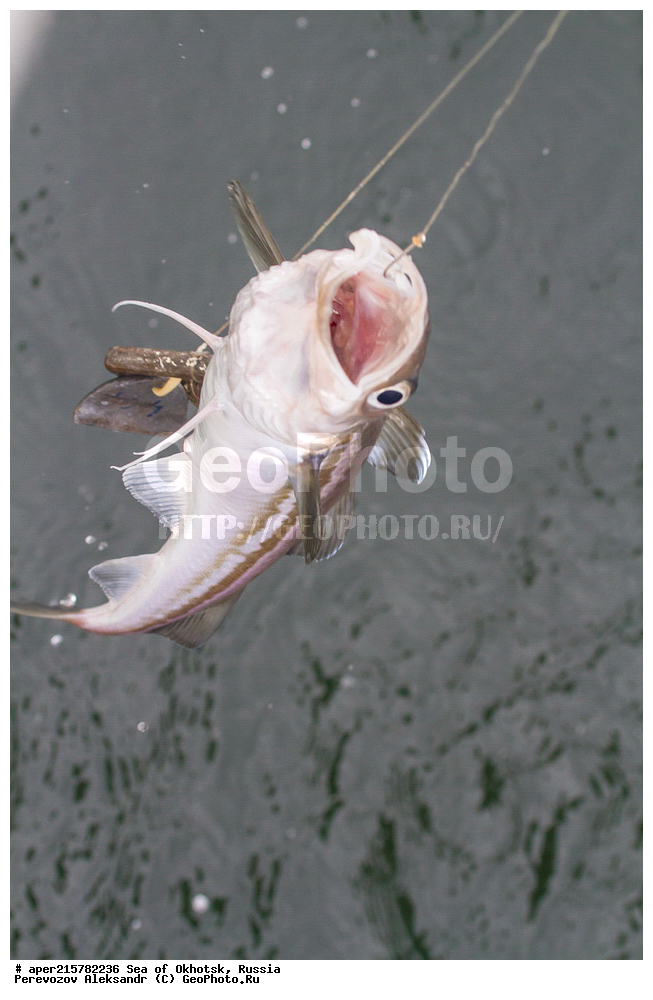 ��������, �������� ����, ����, ������, ������� ������, ����, ����, �������, ������, ������, ������, �����, ������, Theragra chalcogramma, ��������, ��������, ����, ����, XYZ, ���������, Gadidae, ������, Theragra chalcogramma, Gadus chalcogrammus