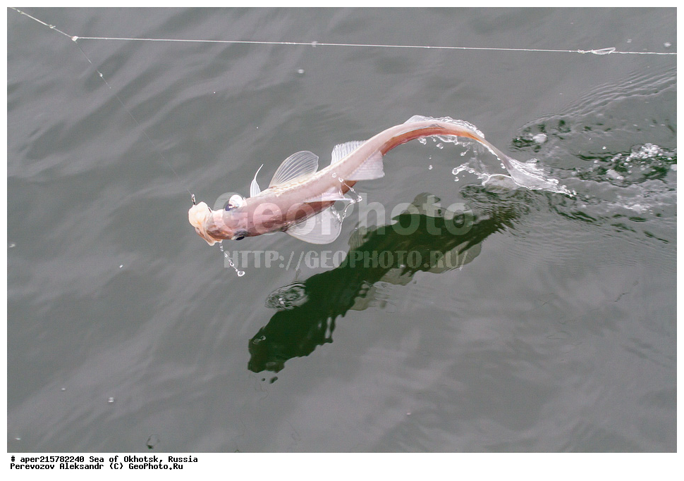 ��������, �������� ����, ����, ������, ������� ������, ����, ����, �������, ������, ������, ������, �����, ������, Theragra chalcogramma, ��������, ��������, ����, ����, XYZ, ���������, Gadidae, ������, Theragra chalcogramma, Gadus chalcogrammus