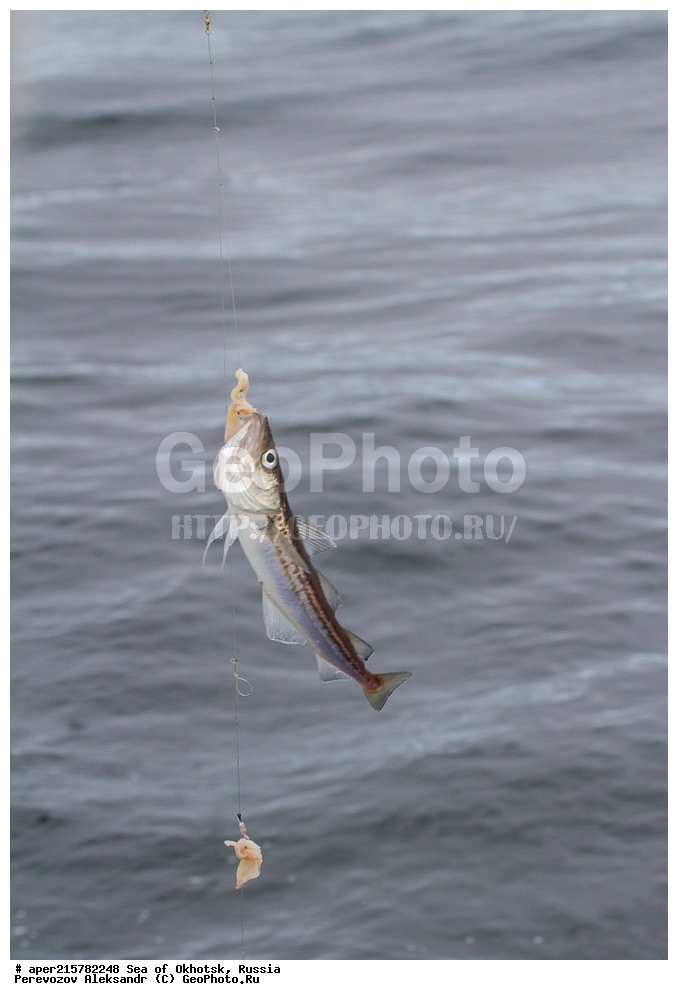 ��������, �������� ����, ����, ������, ������� ������, ����, ����, �������, ������, ������, ������, �����, ������, Theragra chalcogramma, ��������, ��������, ����, ����, XYZ, ���������, Gadidae, ������, Theragra chalcogramma, Gadus chalcogrammus