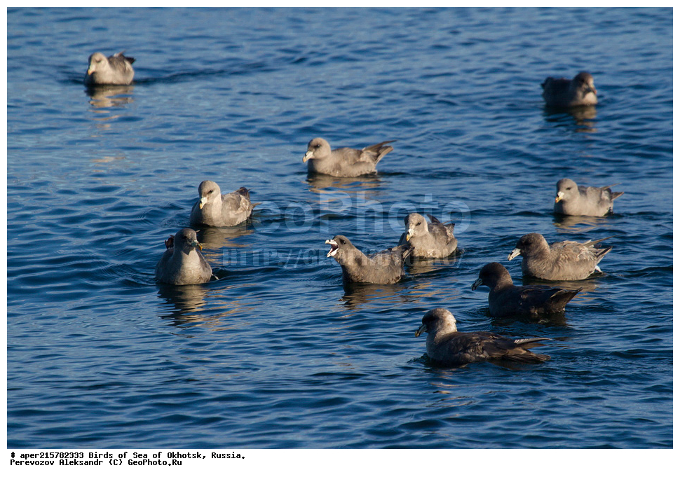 �������� ����, ��������, ��������, ��������, ������� �����, ������� �����, �����������, �����, �����, �����, ������� ������, ������, Fulmarus glacialis, Procellariidae, ���������������, ��������, XYZ