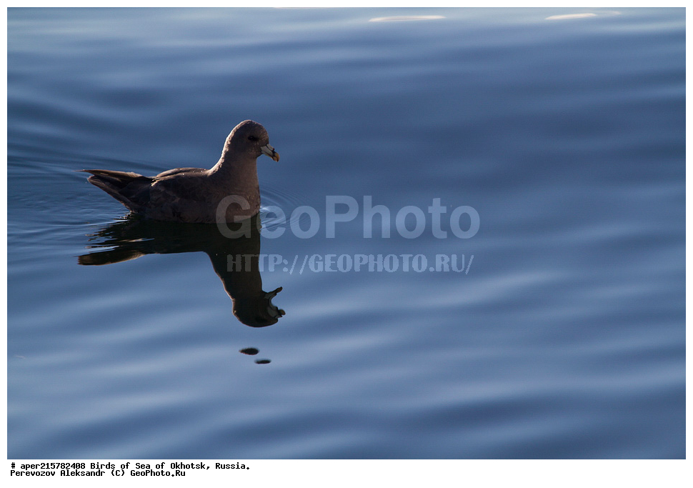 �������� ����, ��������, ��������, ��������, ������� �����, ������� �����, �����������, �����, �����, �����, ������� ������, ������, Fulmarus glacialis, Procellariidae, ���������������, ��������, XYZ