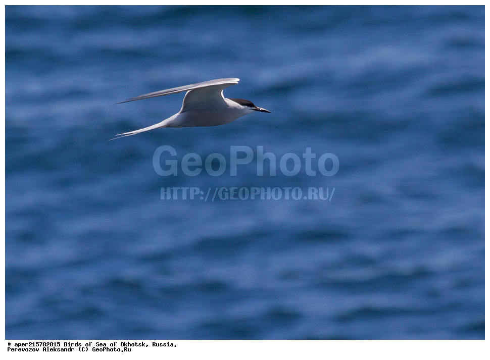 �������� ����, ��������, ��������, ��������, ������� �����, ������� �����, �����������, �����, �����, �����, ������� ������,���������, Sternidae, ������ ������, Sterna hirundo, ������� �����, ������� �����, XYZ