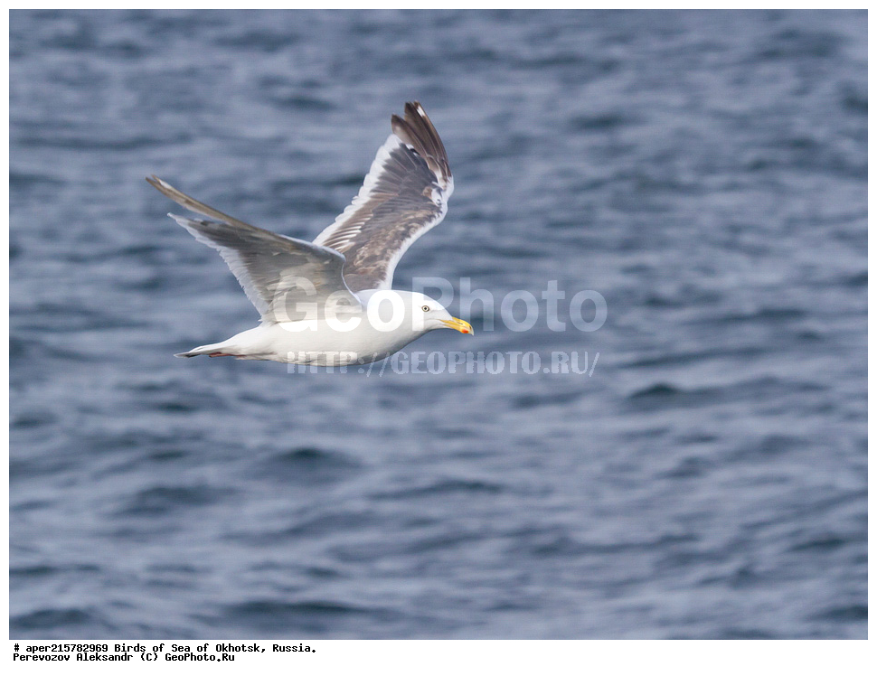 �������� ����, ��������, ��������, ��������, ������� �����, ������� �����, �����������, �����, �����, �����, ������� ������, ������������� �����, �����, ��������, XYZ, ��������,  Laridae, Larus schistisagus