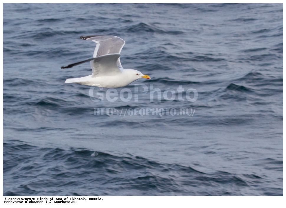 Laridae, Larus argentatus, �������� ����, ��������, ����������� �����, ��������, ��������, �����, ��������� �����, ��������, ��������, ������� �����, ������� �����, ������� �����, �����������, ������, ���������, �����, �����, �����, ������� ������, Larus vegae, vegae, ��������-��������� �����, XYZ, ��������, Laridae, Larus vegae, Larus argentatus vegae, Larus heuglini vegae, ��������� ����������� �����, ����������������� �����, ��������� �����, ��������� �����, �������-��������� �����