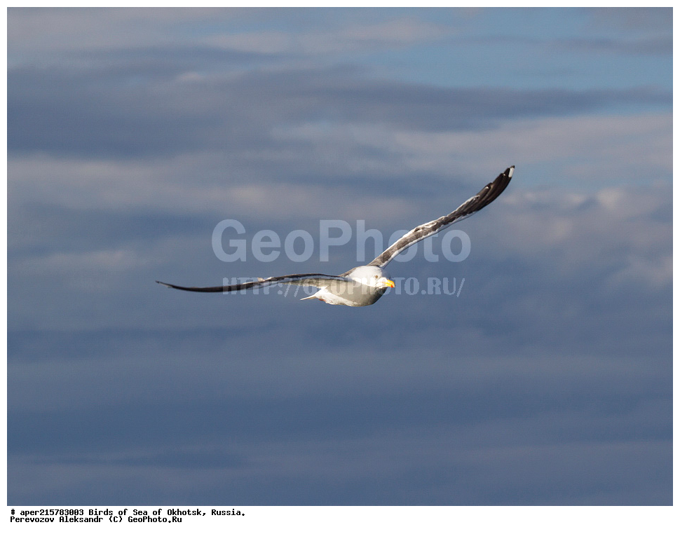 �������� ����, ��������, ��������, ��������, ������� �����, ������� �����, �����������, �����, �����, �����, ������� ������, ������������� �����, �����, ��������, XYZ, ��������,  Laridae, Larus schistisagus