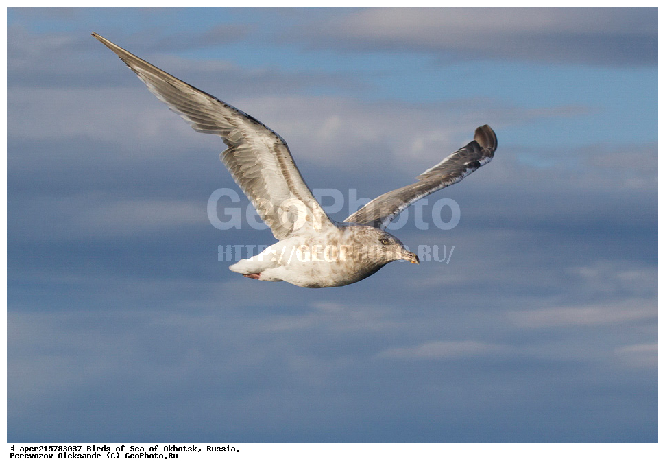 �������� ����, ��������, ��������, ��������, ������� �����, ������� �����, �����������, �����, �����, �����, ������� ������, ������������� �����, �����, ��������, XYZ, ��������,  Laridae, Larus schistisagus