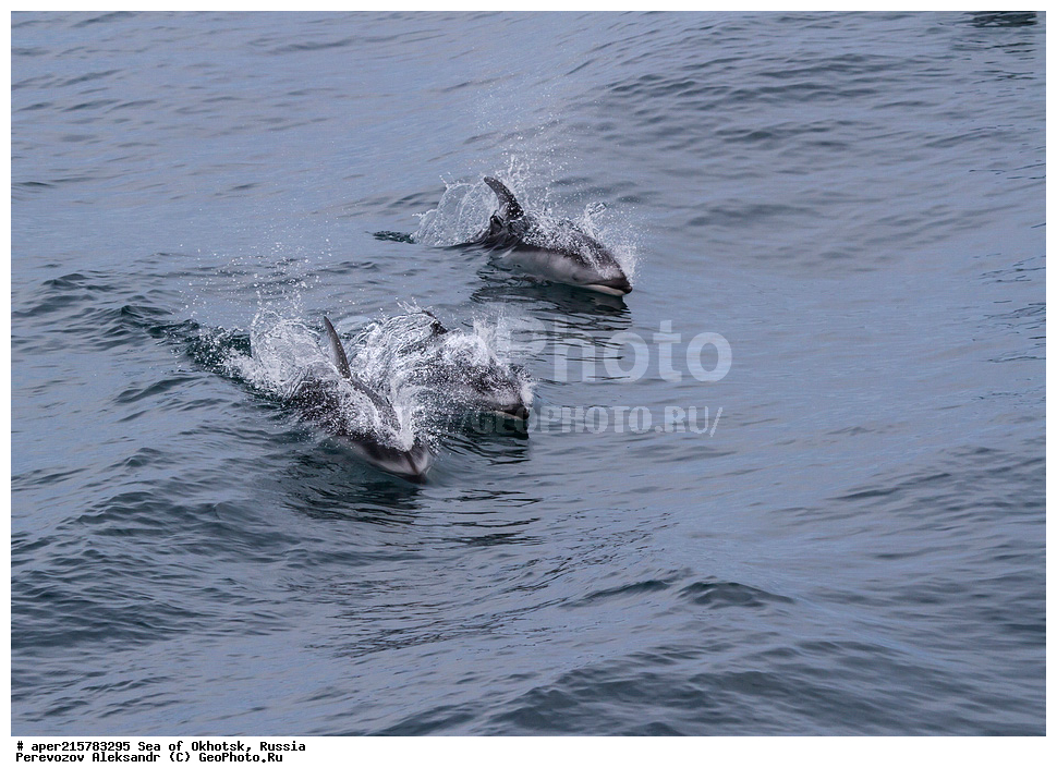 �������� ����, ����, ������, ������� ������, ����, �������������, �����, ��������, ��������, ������� �����, ������� �������������, ������� �������������, ������� �����, Delphinidae, �����������, ��������, ��������, ������������� �������������� �������, �������������� �������, Lagenorhynchus obliquidens