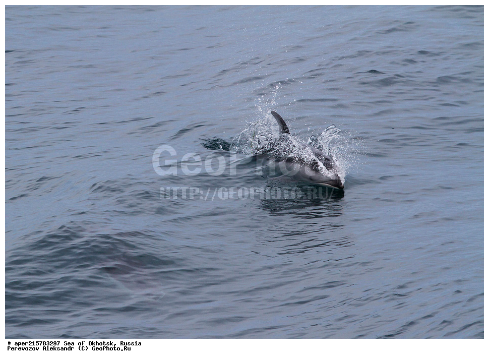 �������� ����, ����, ������, ������� ������, ����, �������������, �����, ��������, ��������, ������� �����, ������� �������������, ������� �������������, ������� �����, Delphinidae, �����������, ��������, ��������, ������������� �������������� �������, �������������� �������, Lagenorhynchus obliquidens