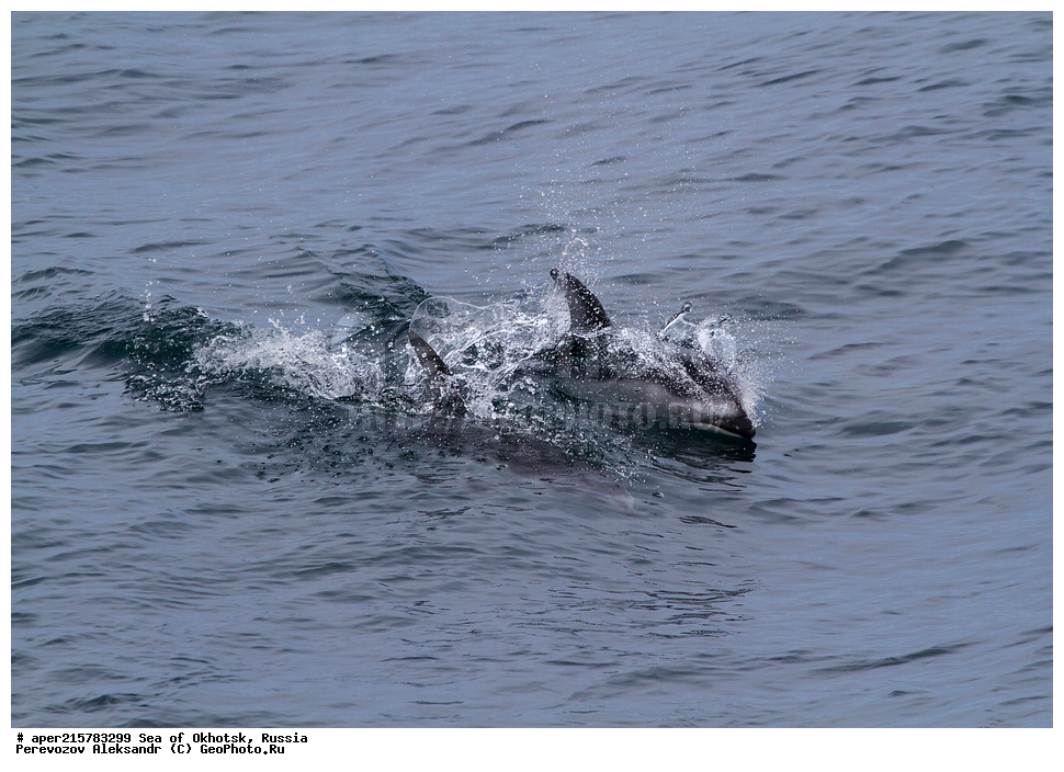 �������� ����, ����, ������, ������� ������, ����, �������������, �����, ��������, ��������, ������� �����, ������� �������������, ������� �������������, ������� �����, Delphinidae, �����������, ��������, ��������, ������������� �������������� �������, �������������� �������, Lagenorhynchus obliquidens