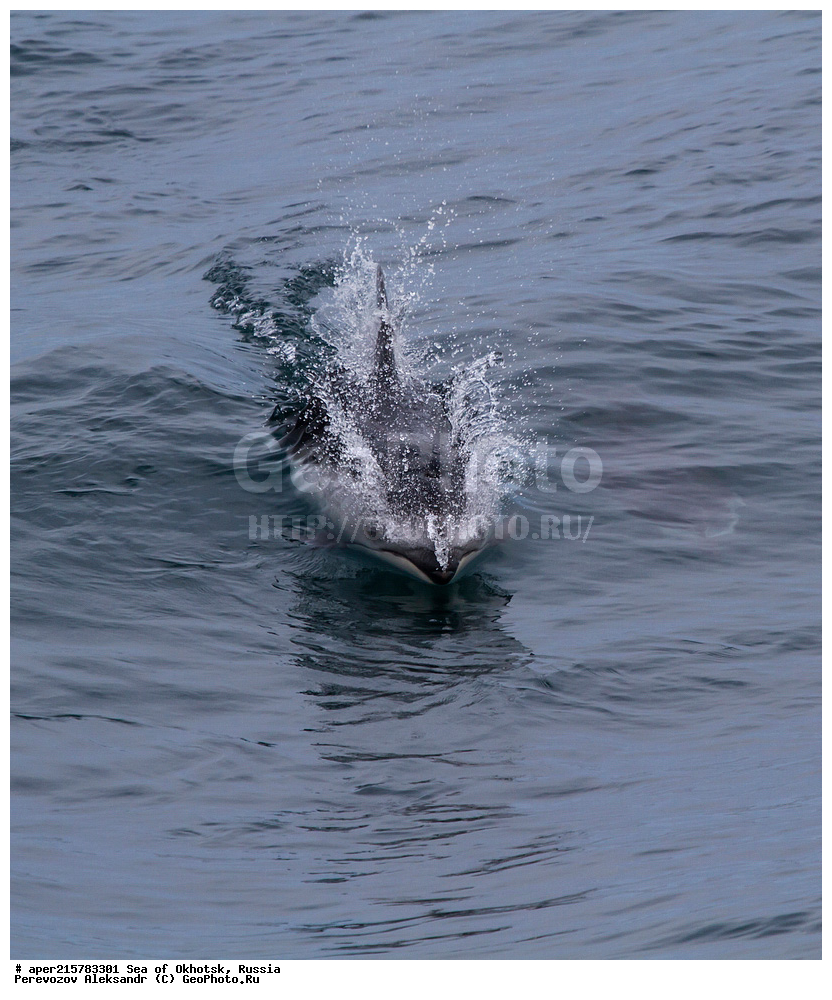 �������� ����, ����, ������, ������� ������, ����, �������������, �����, ��������, ��������, ������� �����, ������� �������������, ������� �������������, ������� �����, Delphinidae, �����������, ��������, ��������, ������������� �������������� �������, �������������� �������, Lagenorhynchus obliquidens