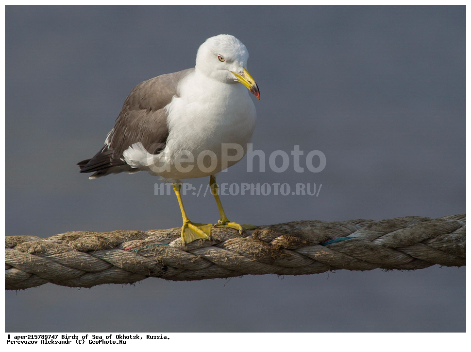  ������� ������, ��������, �����, ������������ �����, ��������, ��������, ������� �����, ������� �����, �����������, �����, �����, �����, ��������, �������� ����, XYZ, Laridae, Larus crassirostris