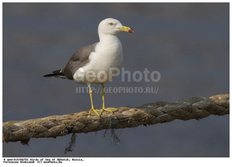  ������� ������, ��������, �����, ������������ �����, ��������, ��������, ������� �����, ������� �����, �����������, �����, �����, �����, ��������, �������� ����, XYZ, Laridae, Larus crassirostris