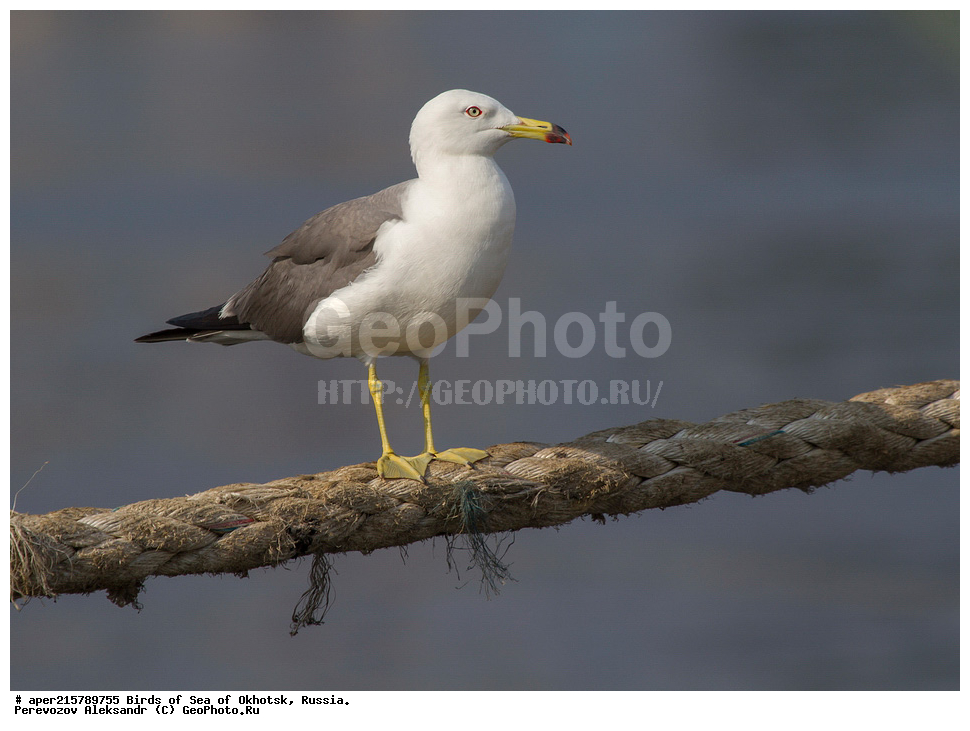  ������� ������, ��������, �����, ������������ �����, ��������, ��������, ������� �����, ������� �����, �����������, �����, �����, �����, ��������, �������� ����, XYZ, Laridae, Larus crassirostris