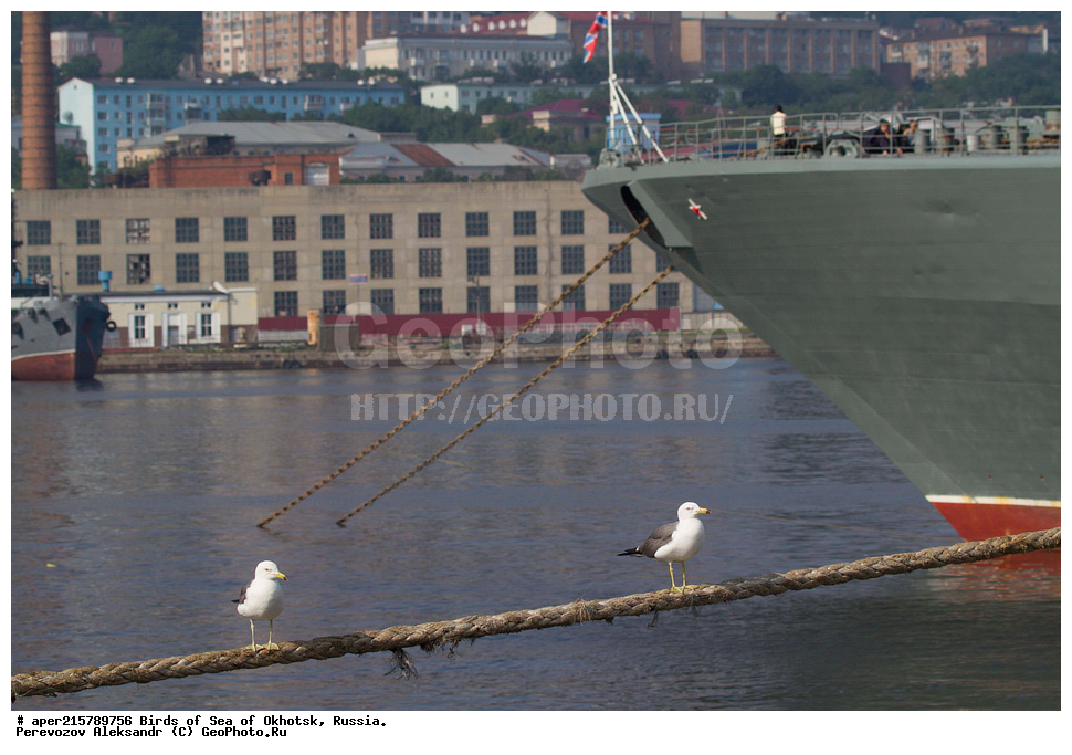  ������� ������, ��������, �����, ������������ �����, ��������, ��������, ������� �����, ������� �����, �����������, �����, �����, �����, ��������, �������� ����, XYZ, Laridae, Larus crassirostris