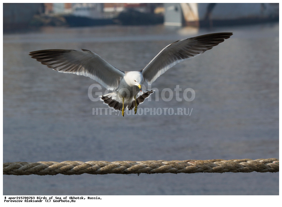  ������� ������, ��������, �����, ������������ �����, ��������, ��������, ������� �����, ������� �����, �����������, �����, �����, �����, ��������, �������� ����, XYZ, Laridae, Larus crassirostris