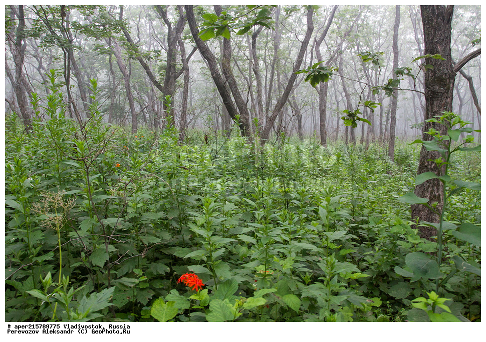 �����������, ������, ������� ������, �����, ��������, ������ ����������,  Lychnis fulgens, ������ ����������, ������ ��������, �����, ��������, ���������� ��������, ������, �����, ������������ ��������, XYZ, �����������, ����������, Caryophyllaceae, ������ ����������, ������ ����������, Lychnis fulgens, Lychnis cognata