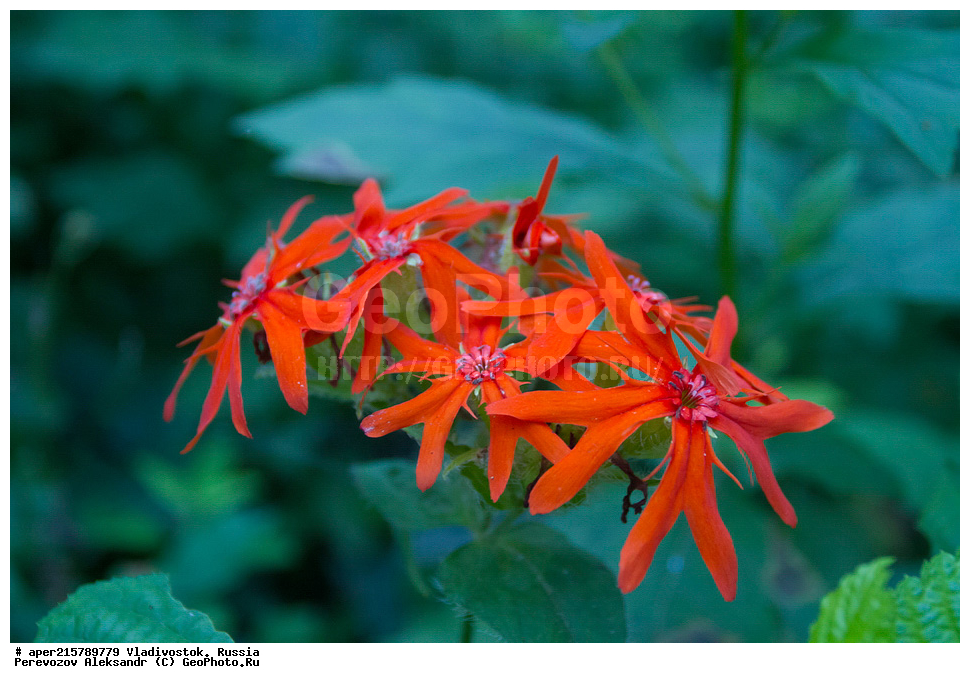 �����������, ������, ������� ������, �����, ��������, ������ ����������,  Lychnis fulgens, ������ ����������, ������ ��������, �����, ��������, ���������� ��������, ������, �����, ������������ ��������, XYZ, �����������, ����������, Caryophyllaceae, ������ ����������, ������ ����������, Lychnis fulgens, Lychnis cognata