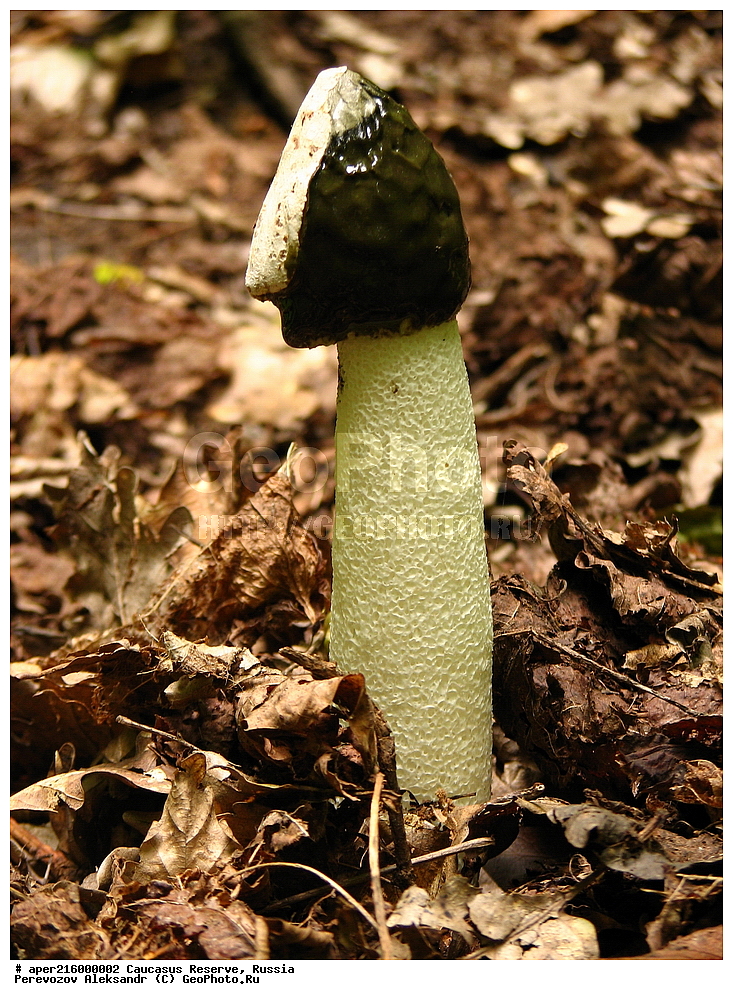 ������������� ����, ���������� ������, ���������-���������� ����������, ������, ���, ������, �������� ������, ���������� ��������������� ����������, ���������� ��������������� ��������� ���������� ���������� ����� �. �. �����������, ������������ �����, XYZ, ���������, Phallaceae, ������ ������������, ������� ������������, ������ ����������, ������� �������, ������� �������������, Phallus impudicus