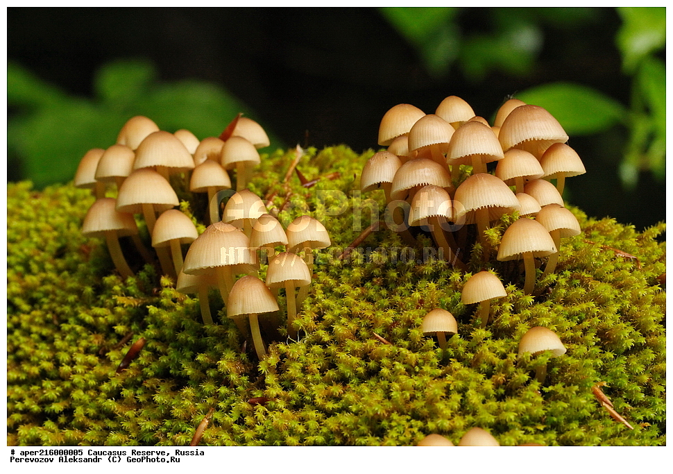 ������������� ����, ���������� ������, ���������-���������� ����������, ������, ���, ������, �������� ������, ���������� ��������������� ����������, ���������� ��������������� ��������� ���������� ���������� ����� �. �. �����������, ������������, �����, XYZ, ���������, Mycenaceae, ������ �����������, ������ �����������, Mycena inclinata