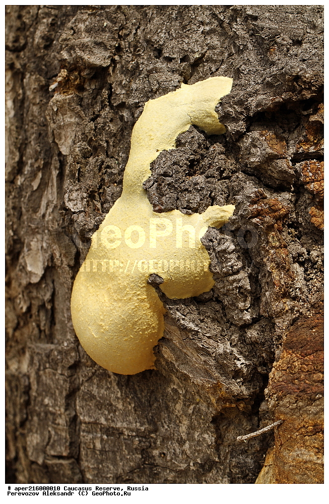 ������������� ����, ���������� ������, ���������-���������� ����������, ������, ���, ������, �������� ������, ���������� ��������������� ����������, ���������� ��������������� ��������� ���������� ���������� ����� �. �. �����������, ������������, �����, XYZ, ���������� ���������, �����������, Myxomycetes, Myxogastria