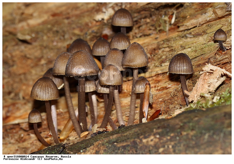 ������������� ����, ���������� ������, ���������-���������� ����������, ������, ���, ������, �������� ������, ���������� ��������������� ����������, ���������� ��������������� ��������� ���������� ���������� ����� �. �. �����������, ������������, �����, XYZ, ���������, Mycenaceae, ������ �����������, ������ �����������, Mycena inclinata