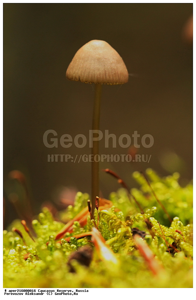 ������������� ����, ���������� ������, ���������-���������� ����������, ������, ���, ������, �������� ������, ���������� ��������������� ����������, ���������� ��������������� ��������� ���������� ���������� ����� �. �. �����������, ������������, �����, XYZ, ���������, Mycenaceae, ������ �����������, ������ �����������, Mycena inclinata