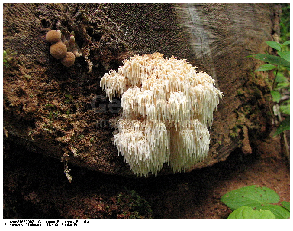 ������������� ����, ���������� ������, ���������-���������� ����������, ������, ���, ������, �������� ������, ���������� ��������������� ����������, ���������� ��������������� ��������� ���������� ���������� ����� �. �. �����������, ������������, �����, XYZ, ����������, Hericiaceae, ����� �������������, ������ �������������, ���������� ����, ������� �������������, ������ ���������������, ����� ���������������, ������, Hericium coralloides