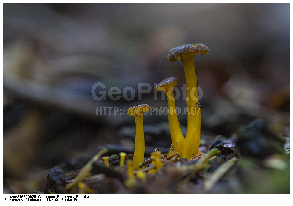 ������������� ����, ���������� ������, ���������-���������� ����������, ������, ���, ������, �������� ������, ���������� ��������������� ����������, ���������� ��������������� ��������� ���������� ���������� ����� �. �. �����������, ������������, �����