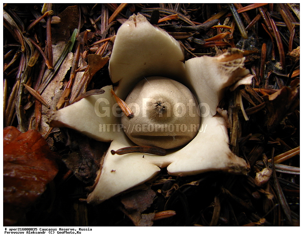 ������������� ����, ���������� ������, ���������-���������� ����������, ������, ���, ������, �������� ������, ���������� ��������������� ����������, ���������� ��������������� ��������� ���������� ���������� ����� �. �. �����������, ������������, �����, XYZ, �������������, ����������, Geastraceae, ���������� �����������, ���������� ����������, Myriostoma coliforme, Lycoperdon coliforme, Myriostoma anglicum, Geastrum coliforme, Geastrum columnatum, Polystoma coliforme