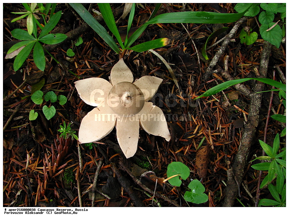 ������������� ����, ���������� ������, ���������-���������� ����������, ������, ���, ������, �������� ������, ���������� ��������������� ����������, ���������� ��������������� ��������� ���������� ���������� ����� �. �. �����������, ������������, �����, XYZ, �������������, ����������, Geastraceae, ���������� �����������, ���������� ����������, Myriostoma coliforme, Lycoperdon coliforme, Myriostoma anglicum, Geastrum coliforme, Geastrum columnatum, Polystoma coliforme