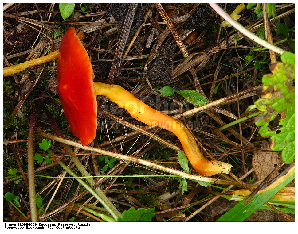 ������������� ����, ���������� ������, ���������-���������� ����������, ������, ���, ������, �������� ������, ���������� ��������������� ����������, ���������� ��������������� ��������� ���������� ���������� ����� �. �. �����������, ������������ �����, XYZ, ������������, Hygrophoraceae, ��������� ���������-�������, �������� ���������-�������, Hygrocybe miniata, Hygrophorus miniatus