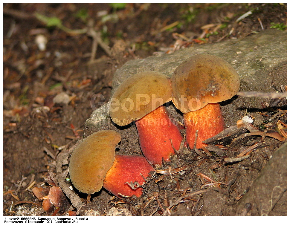 ������������� ����, ���������� ������, ���������-���������� ����������, ������, ���, ������, �������� ������, ���������� ��������������� ����������, ���������� ��������������� ��������� ���������� ���������� ����� �. �. �����������, ������������, �����, XYZ, ���������, Boletaceae, ������� ��������-�����, ������� ������������, ���������, �����, ����� ������-�����, Suillellus luridus, Boletus luridus