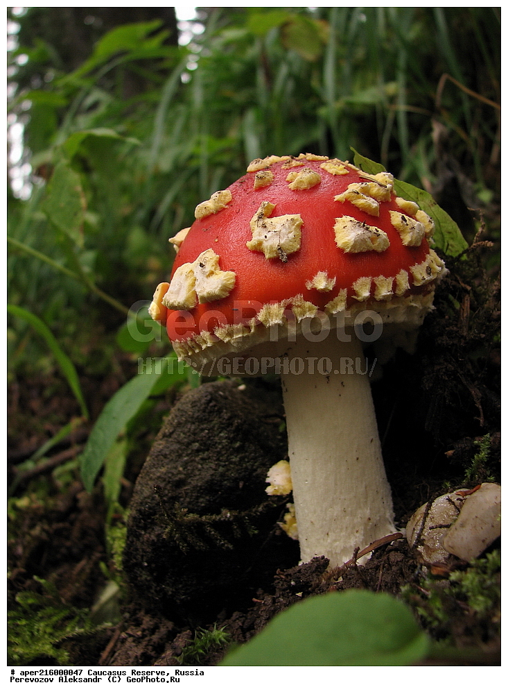 ������������� ����, ���������� ������, ���������-���������� ����������, ������, ���, ������, �������� ������, ���������� ��������������� ����������, ���������� ��������������� ��������� ���������� ���������� ����� �. �. �����������, ������������, �����, XYZ, ����������, �����������, Amanitaceae, ������� �������, Amanita muscaria