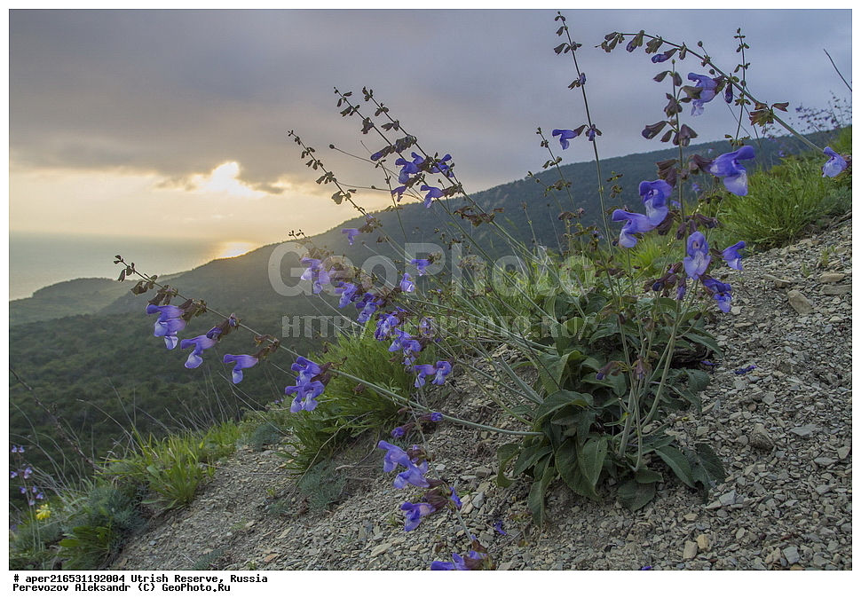 ����������, �����, ���������� ������� �����, ���������, ����������, ������������� ����, ������ ����, ������, ��������, �����, ������ ��������, ���������� ��������, ������������ ��������, ������������ ��������, ������, �����, ����������� ��������, �����, ����������� ��������, �����, ����������� ��������, �����������, ������ ��������, �����, ���������� ��������, ������������ ��������, ������������ ��������, ������, �����, XYZ, ����������, �����������, Lamiaceae, Labiatae, ������ ���������, Salvia ringens