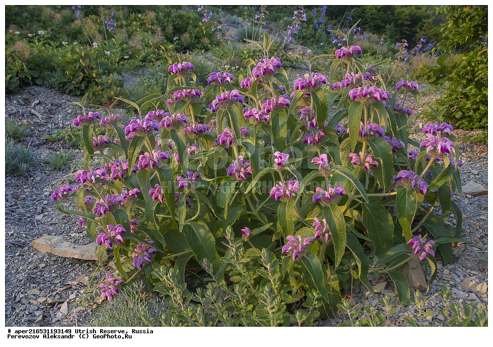 ����������, �����, ���������� ������� �����, ���������, ����������, ������������� ����, ������ ����, ������ , ��������, �����, ������ ��������, ���������� ��������, ������������ ��������, ������������ ��������, ������, �����, ����������� ��������, �����, ����������� ��������, �����, ����������� ��������, �����������, XYZ, ����������, �����������, Lamiaceae, Labiatae, ������ ��������, Phlomis taurica