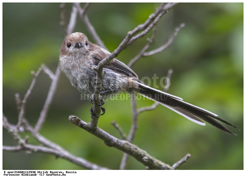 ����������, �����, ���������� ������� �����, ���������, ����������, ������������� ����, ������ ����, ������, ��������, ��������, �����, �����, ��������, �����������, XYZ, ������������� ������, ����������, Aegithalidae, ������������� ������, ���������, Aegithalos caudatus, ����������, �����������