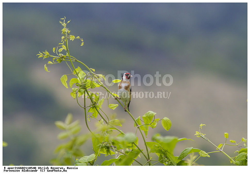 ����������, �����, ���������� ������� �����, ���������, ����������, ������������� ����, ������ ����, ������, ��������, ��������, �����, �����, ��������, �����������, XYZ, ���������, Fringillidae, ������������ �����, ������������ �����, Carduelis carduelis