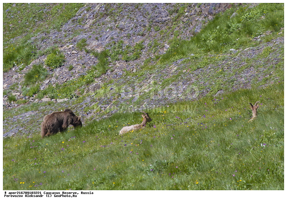  ������ ��������, ������������� ����, ���������� ������, ���������-���������� ����������, ������, ���, ������, �������� ������, ���������� ��������������� ����������, ���������� ��������������� ��������� ���������� ���������� ����� �. �. �����������, ��������, ��������, �������������, �������������, �����, �����, �������, ������, XYZ, ��������, Ursidae, ���������� ����� �������, Ursus arctos meridionalis, Ursus arctos syriacus, ����� �������, ������������ �������, Ursus arctos