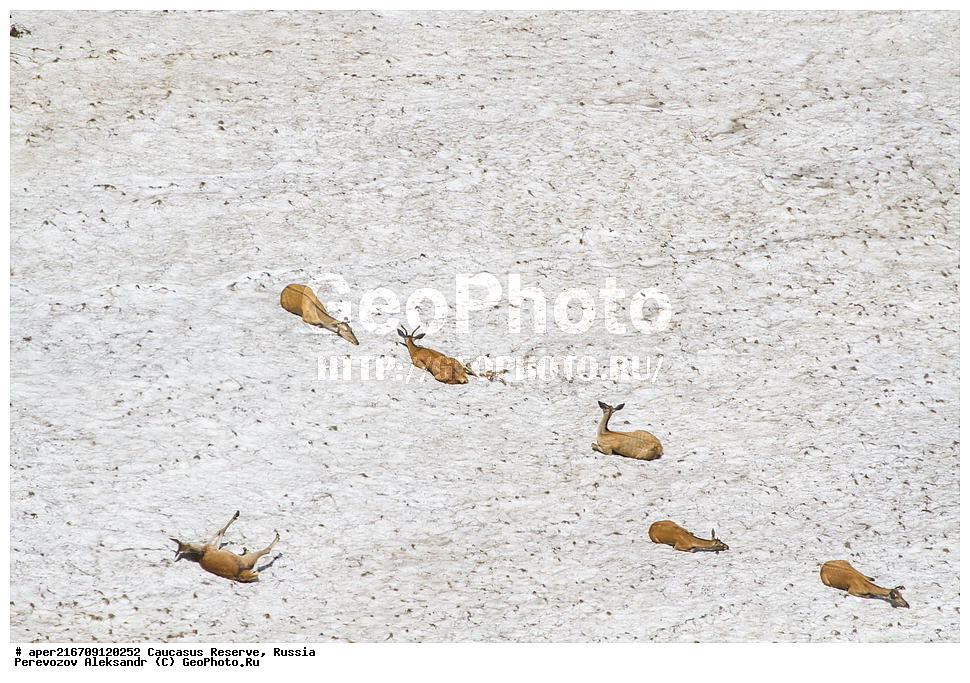 ������ ��������, ������������� ����, ���������� ������, ���������-���������� ����������, ������, ���, ������, �������� ������, ���������� ��������������� ����������, ���������� ��������������� ��������� ���������� ���������� ����� �. �. �����������, ��������, ��������, �������������, �������������, �����, �����, XYZ, ���������, Bovidae, ���������� �����, Rupicapra rupicapra caucasica, �����, ׸���� ����, ������ �����, Rupicapra rupicapra