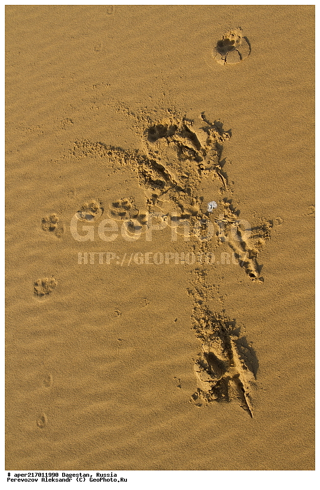  �������� ���������, ����������� ������, ������������ ����������, ��������, ������