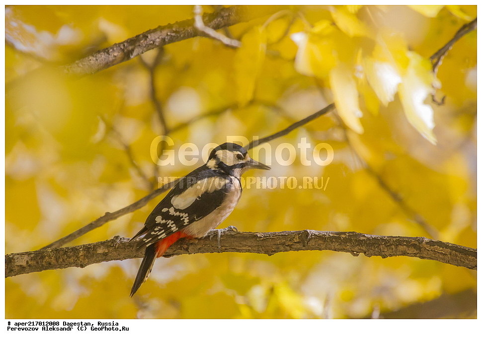 ����������� ������, ������������ ����������, ��������, ������, ��������, ��������, ��������, �����������, �����, �����, XYZ, ��������, �����, ��������� ��������, Picidae, ������� ������ �����, ϸ����� �����, ������� ������� �����, ������� �����, Dendrocopos major