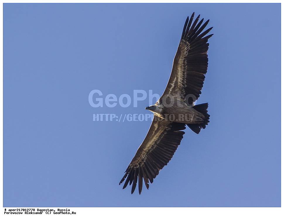 ����������� ������, ������������ ����������, ��������, ������, ��������, ��������, ������ �����, ������ �����, ��������, �����������, �����, �����, XYZ, ����������, Accipitridae, ����������� ���, Gyps fulvus